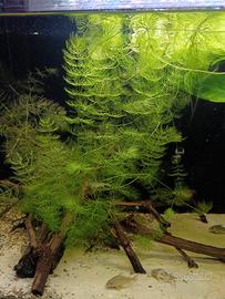 Pianta a crescita rapida per acquario