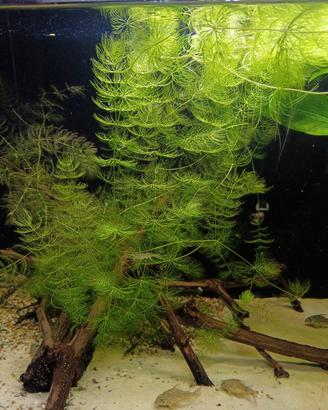 Pianta a crescita rapida per acquario
