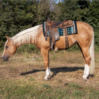 Quarter 3 anni palomino