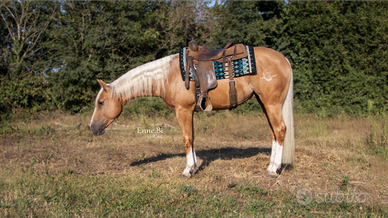 Quarter 3 anni palomino