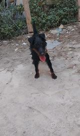 Jagd terrier