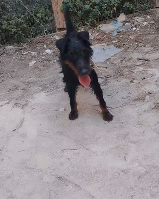 Jagd terrier