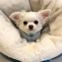 X-MAN chihuahua a pelo lungo