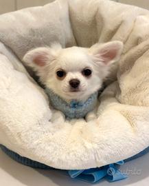 X-MAN chihuahua a pelo lungo