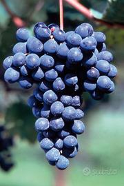 Uva da Vino d'Eccellenza e Vino Artigianale