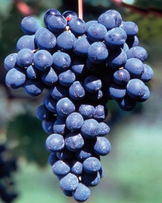 Uva da Vino d'Eccellenza e Vino Artigianale