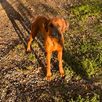 Rhodesian ridgeback