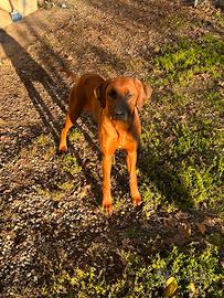 Rhodesian ridgeback