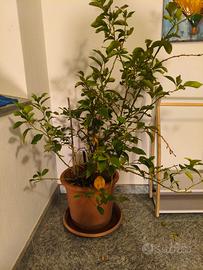 Pianta di limone 