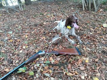 Setter inglese