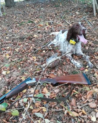 Setter inglese