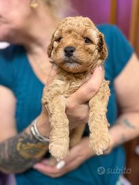 Cuccioli barboncino