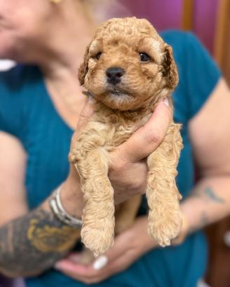 Cuccioli barboncino