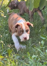 Cuccioli american pitbull terrier