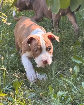 Cuccioli american pitbull terrier