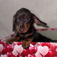 Bassotto Tedesco Nano a pelo corto