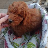 Barboncini taglia nana con pedigree Enci