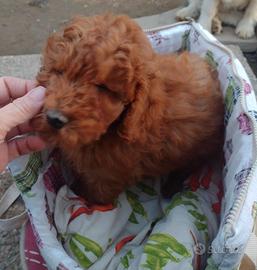 Barboncini taglia nana con pedigree Enci