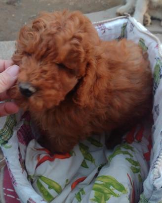 Barboncini taglia nana con pedigree Enci