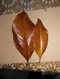 Foglie catappa/ magnolia acquario