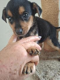 Cucciolo mix Beagle/cocker