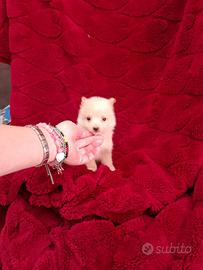 Maltese Toy mix