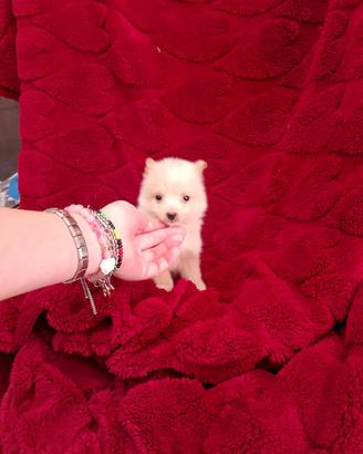 Maltese Toy mix