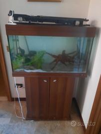 Acquario