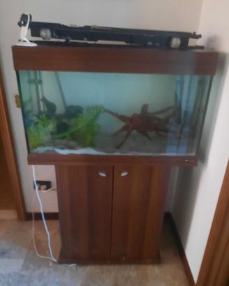 Acquario