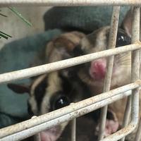 Petauri dello zucchero