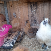 Galline no spedizione