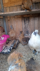 Galline no spedizione