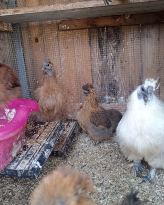 Galline no spedizione