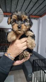 Cuccioli 2 mesi yorkshire