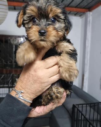 Cuccioli 2 mesi yorkshire