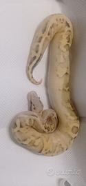 Python regius
