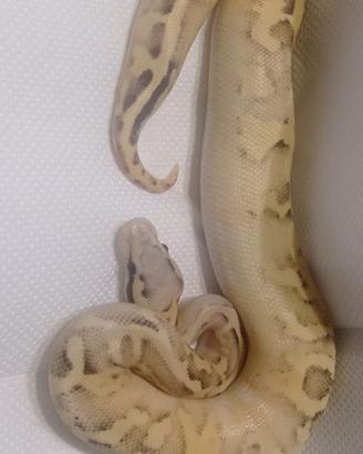 Python regius