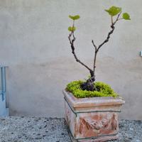 Bonsai di Vite