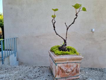 Bonsai di Vite