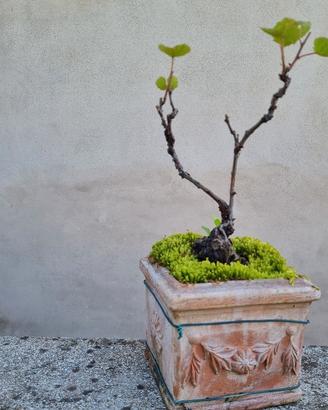 Bonsai di Vite