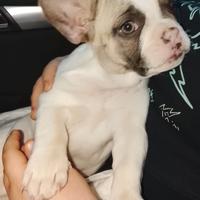 Cucciolo bulldog francese