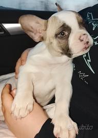 Cucciolo bulldog francese