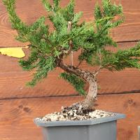 Bonsai Itoigawa chinensis