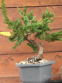 Bonsai Itoigawa chinensis