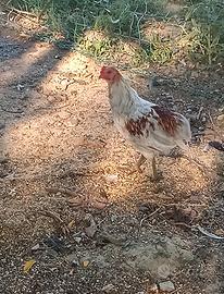 Gallo araucana 