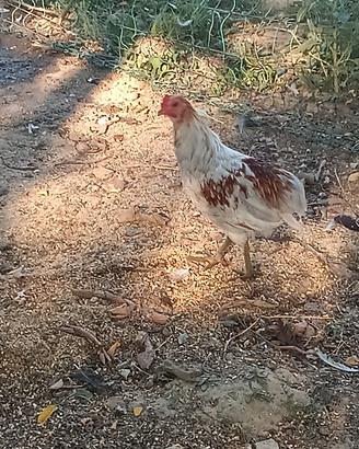 Gallo araucana 