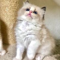 Strepitosi cuccioli ragdoll