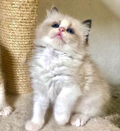 Strepitosi cuccioli ragdoll