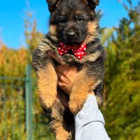 Super cuccioli di pastore tedesco