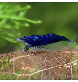 Gamberetti / caridine / shrimps Blue Dream pure
